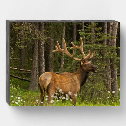 Bull Elk in Velvet Canada Wooden Box Sign