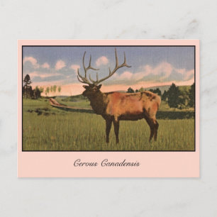 Bull Elk in Yellowstone park Postcard