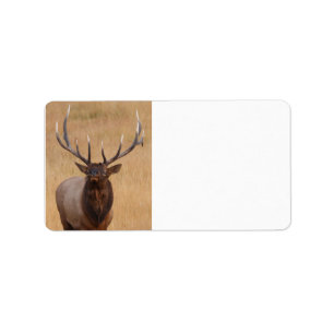 bull elk label