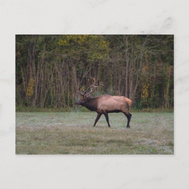 Bull Elk Morning Walk Blank Postcard (Front)