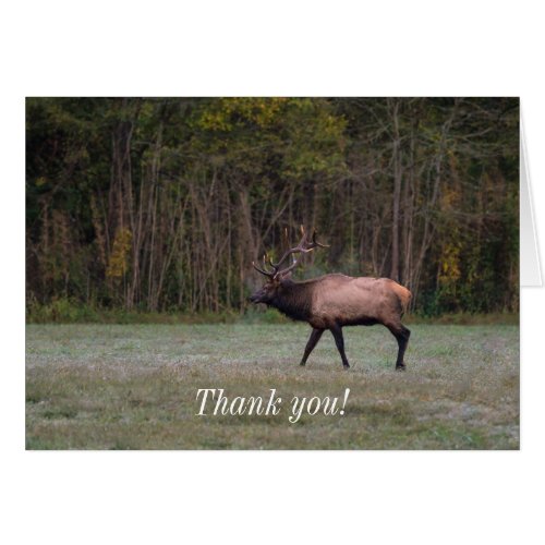 Bull Elk Morning Walk Thank you Card