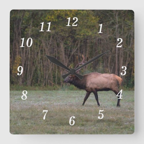 Bull Elk Morning Walk Wall Clock