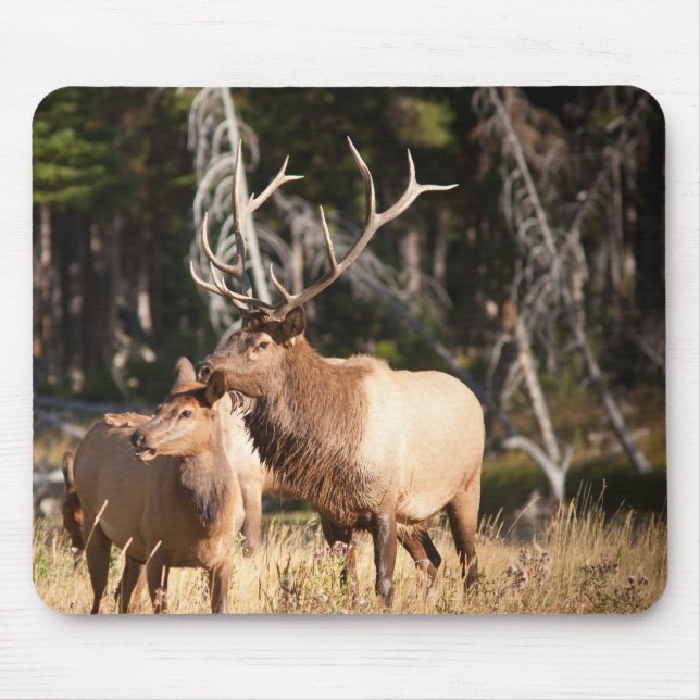 Bull Elk Mouse Pad (Front)