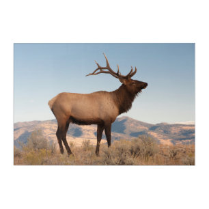 Bull Elk Near Mammoth Wyoming Acrylic Print