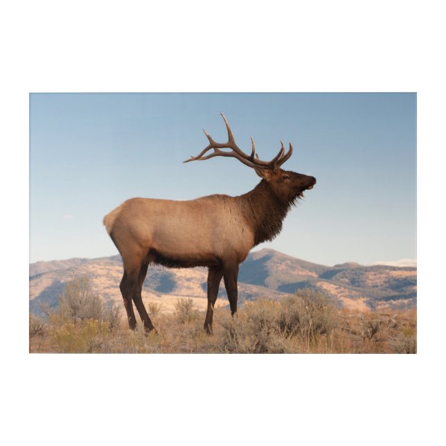Bull Elk Near Mammoth | Wyoming Acrylic Print (Front)