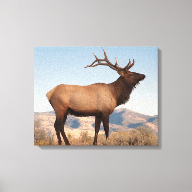 Bull Elk Near Mammoth | Wyoming Canvas Print (Front)