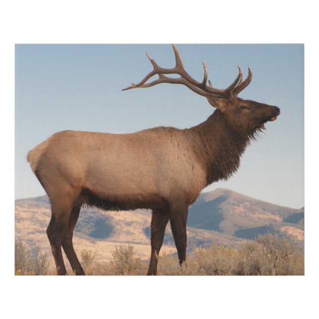 Bull Elk Near Mammoth | Wyoming Faux Canvas Print (Front)