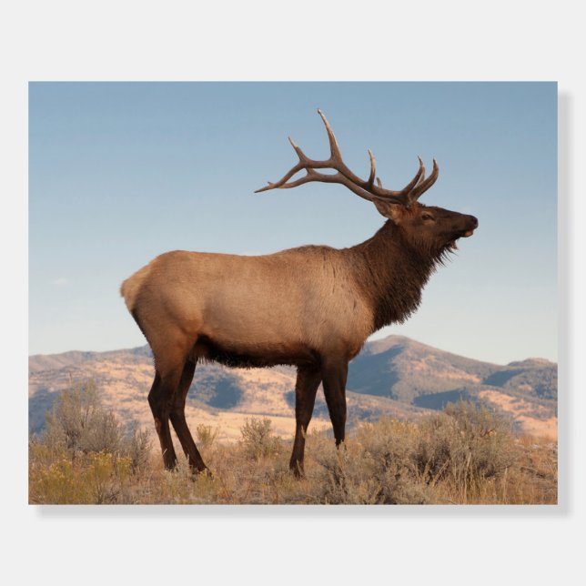 Bull Elk Near Mammoth | Wyoming Foam Board (Front)