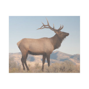 Bull Elk Near Mammoth   Wyoming Gallery Wrap