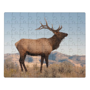 Bull Elk Near Mammoth   Wyoming Jigsaw Puzzle