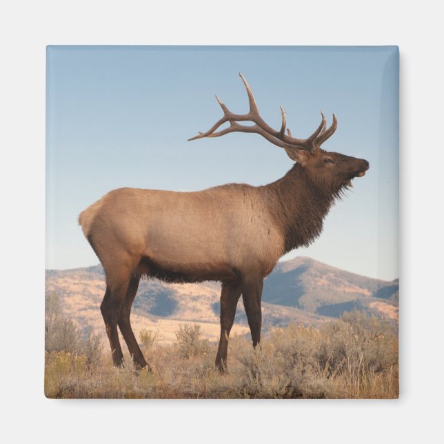 Bull Elk Near Mammoth | Wyoming Magnet (Front)