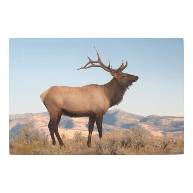Bull Elk Near Mammoth | Wyoming Metal Print (Front)