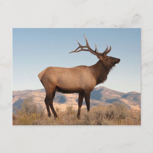 Bull Elk Near Mammoth  Wyoming Postcard