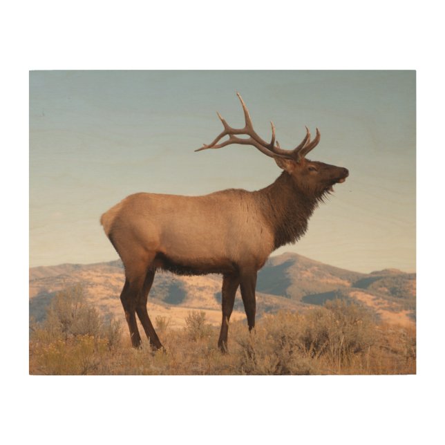 Bull Elk Near Mammoth | Wyoming Wood Wall Art (Front)