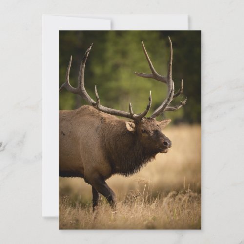 Bull Elk Note Card