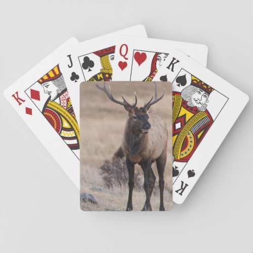 Bull Elk or Wapiti Playing Cards