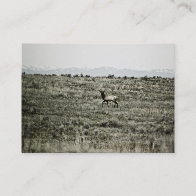 Bull Elk P2800 Mini Print Business Card (Front)