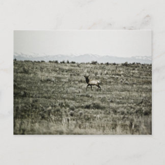 Bull Elk P2800 Postcard