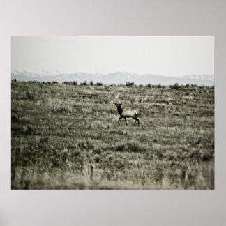 Bull Elk P2800 Print