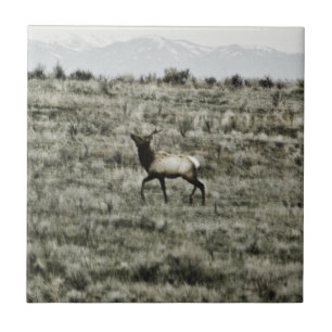 Bull Elk P2800 Tile