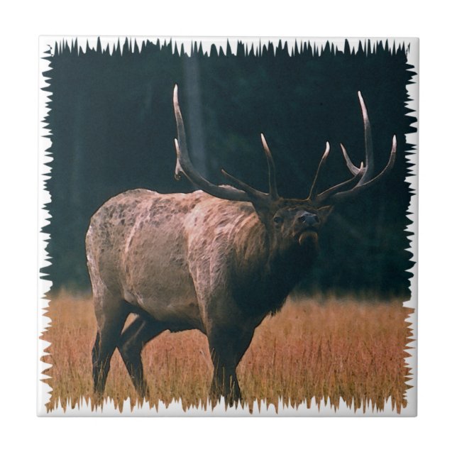 Bull Elk Photo Ceramic Tile (Front)