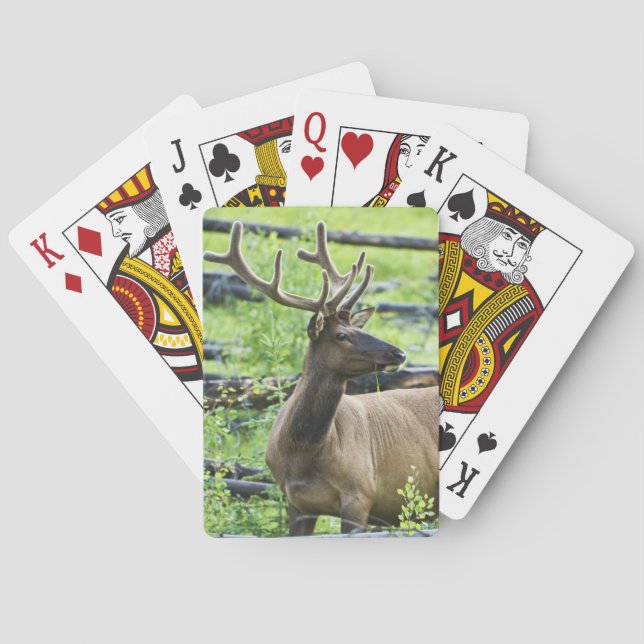 Bull Elk Poker Cards (Back)