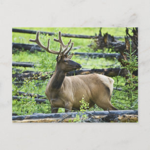 Bull Elk Postcard
