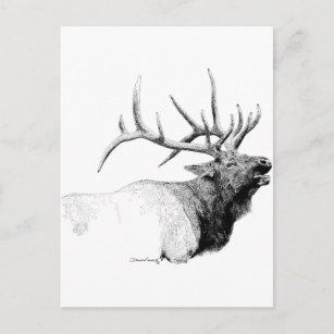 Bull Elk Postcard