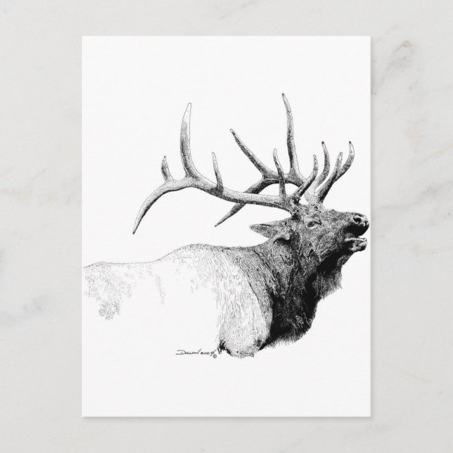 Bull Elk Postcard (Front)