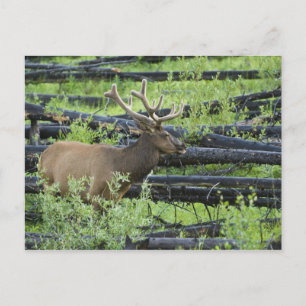 Bull Elk Postcard