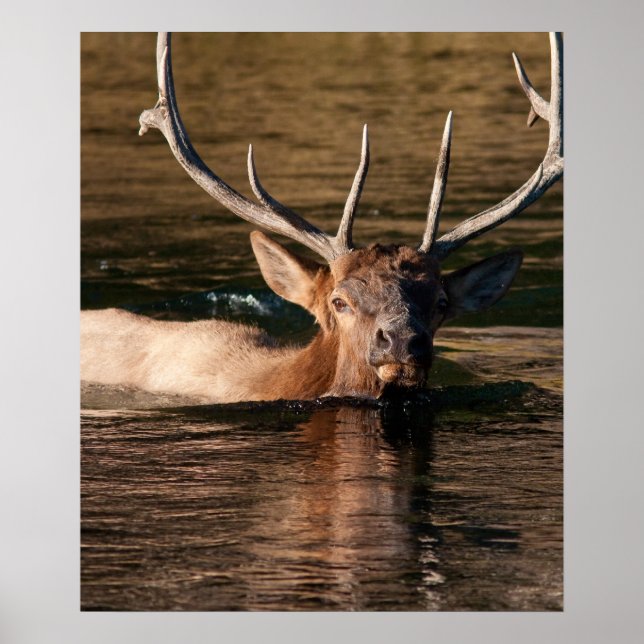 Bull Elk Poster (Front)