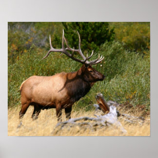 Bull Elk Poster