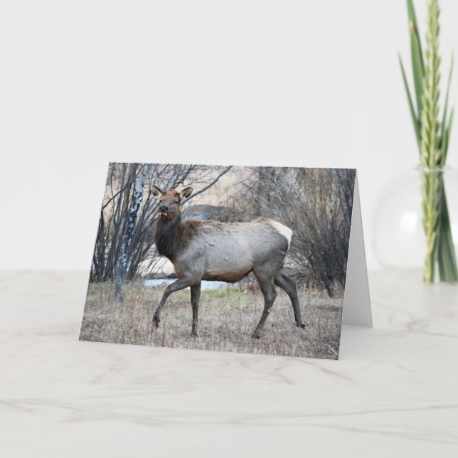 Bull Elk Resting Card (Front)