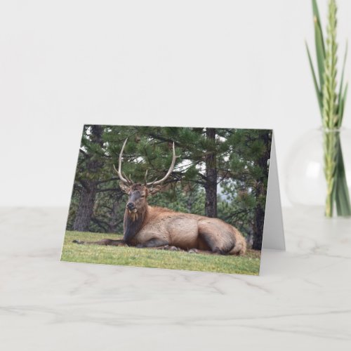 Bull Elk Resting Card
