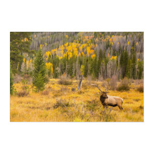 Bull Elk Rocky Mountain National Park Colorado Acrylic Print