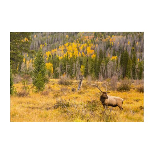 Bull Elk  Rocky Mountain National Park Colorado Acrylic Print