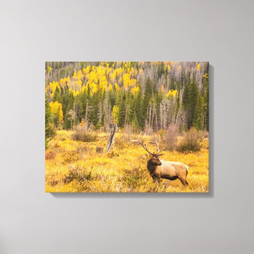 Bull Elk  Rocky Mountain National Park Colorado Canvas Print