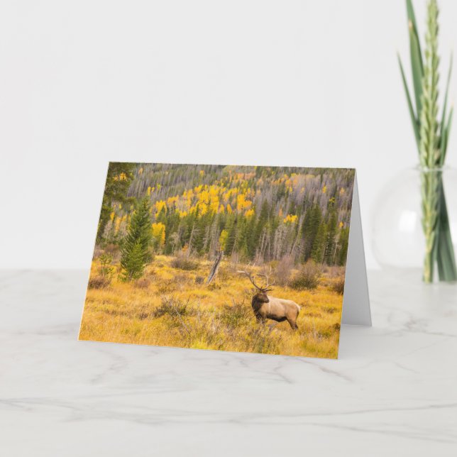 Bull Elk | Rocky Mountain National Park Colorado Card (Front)