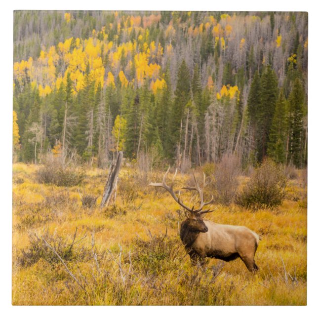 Bull Elk | Rocky Mountain National Park Colorado Ceramic Tile (Front)