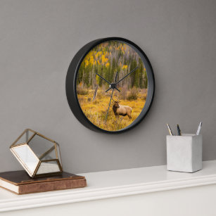 Bull Elk   Rocky Mountain National Park Colorado Clock