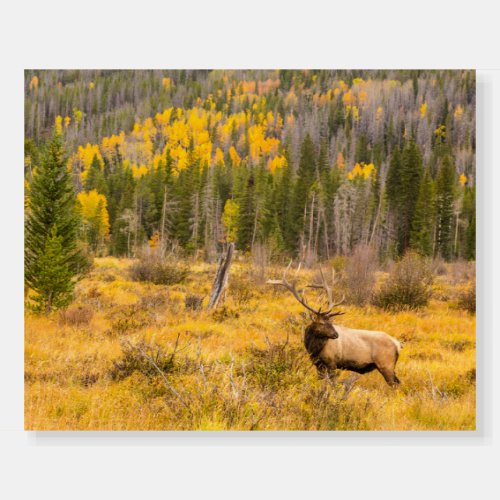 Bull Elk  Rocky Mountain National Park Colorado Foam Board