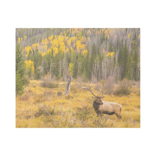 Bull Elk  Rocky Mountain National Park Colorado Gallery Wrap