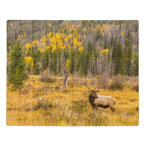 Bull Elk  Rocky Mountain National Park Colorado Jigsaw Puzzle