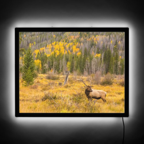 Bull Elk  Rocky Mountain National Park Colorado LED Sign