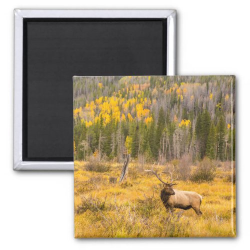 Bull Elk  Rocky Mountain National Park Colorado Magnet