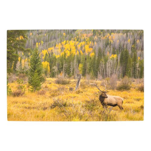 Bull Elk  Rocky Mountain National Park Colorado Metal Print
