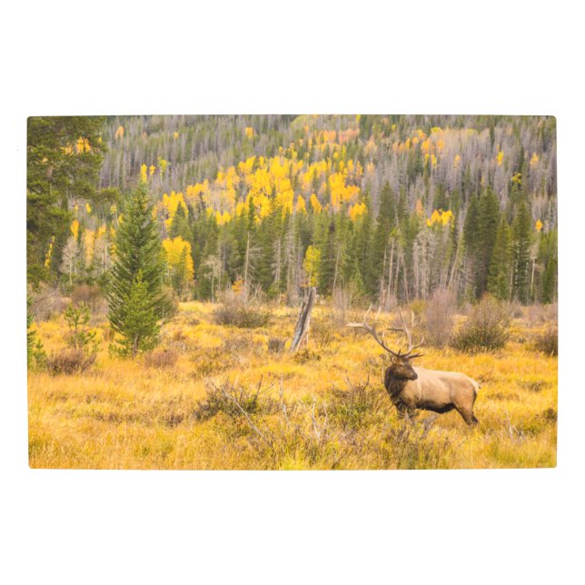 Bull Elk | Rocky Mountain National Park Colorado Metal Print (Front)