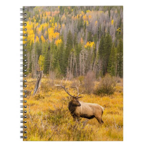 Bull Elk  Rocky Mountain National Park Colorado Notebook
