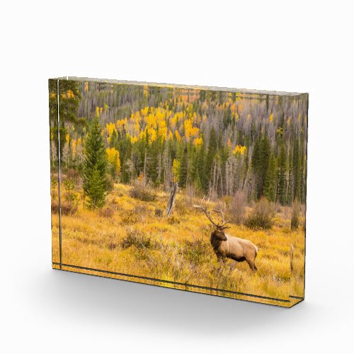 Bull Elk  Rocky Mountain National Park Colorado Photo Block