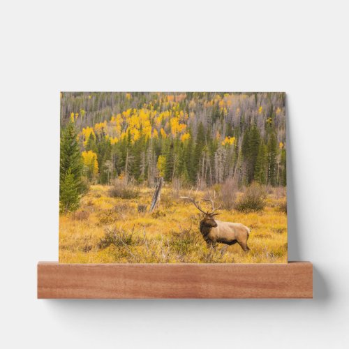 Bull Elk  Rocky Mountain National Park Colorado Picture Ledge